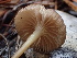  ( - FDS-CA-00019)  @11 [ ] by-nc (2023) Dean Lyons Fungal Diversity Survey