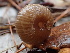  ( - FDS-CA-00019)  @11 [ ] by-nc (2023) Dean Lyons Fungal Diversity Survey