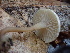  ( - FDS-CA-00020)  @11 [ ] by-nc (2023) Dean Lyons Fungal Diversity Survey