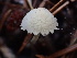  (Cystolepiota sp. seminuda-PNW02 - FDS-CA-00009)  @11 [ ] by-nc (2023) Dean Lyons Fungal Diversity Survey