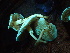  ( - FDS-CA-00027)  @11 [ ] by-nc (2023) Dean Lyons Fungal Diversity Survey