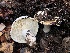  ( - FDS-CA-00036)  @11 [ ] by-nc (2023) Dean Lyons Fungal Diversity Survey