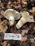  ( - FDS-CA-00036)  @11 [ ] by-nc (2023) Dean Lyons Fungal Diversity Survey