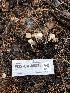  ( - FDS-CA-00038)  @11 [ ] by-nc (2023) Dean Lyons Fungal Diversity Survey