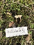  ( - FDS-CA-00046)  @11 [ ] by-nc (2023) Dean Lyons Fungal Diversity Survey