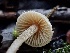  ( - FDS-CA-00047)  @11 [ ] by-nc (2023) Dean Lyons Fungal Diversity Survey