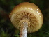  ( - FDS-CA-00044)  @11 [ ] by-nc (2023) Dean Lyons Fungal Diversity Survey