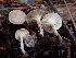  ( - FDS-CA-00038)  @11 [ ] by-nc (2023) Dean Lyons Fungal Diversity Survey