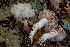  (Entoloma subsaundersii - FDS-CA-00001)  @11 [ ] by-nc (2023) Dean Lyons Fungal Diversity Survey
