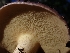  ( - HAY-F-003491)  @11 [ ] by-nc (2023) Sadie Hickey Fungal Diversity Survey