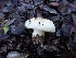 ( - HAY-F-008312)  @11 [ ] by-nc (2023) Sadie Hickey Fungal Diversity Survey