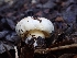  ( - HAY-F-008312)  @11 [ ] by-nc (2023) Sadie Hickey Fungal Diversity Survey