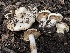  ( - FDS-CA-00348)  @11 [ ] by-nc (2023) Christian Schwarz Fungal Diversity Survey