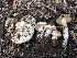  ( - FDS-CA-00348)  @11 [ ] by-nc (2023) Christian Schwarz Fungal Diversity Survey