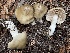  (Entoloma sp. CA32 - FDS-CA-00347)  @11 [ ] by-nc (2023) Christian Schwarz Fungal Diversity Survey