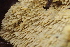  ( - FDS-CA-00504)  @11 [ ] by-nc (2023) Damon Tighe Fungal Diversity Survey