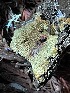  ( - FDS-CA-00504)  @11 [ ] by-nc (2023) Damon Tighe Fungal Diversity Survey
