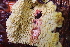  (Lindtneria sp. CA01 - FDS-CA-00504)  @11 [ ] by-nc (2023) Damon Tighe Fungal Diversity Survey