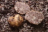  (Tuber sp. CA01 - FDS-CA-00508)  @11 [ ] by-nc (2023) Damon Tighe Fungal Diversity Survey