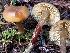  ( - FDS-CA-00505)  @11 [ ] by-nc (2023) Damon Tighe Fungal Diversity Survey