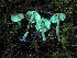 ( - FDS-CA-00505)  @11 [ ] by-nc (2023) Damon Tighe Fungal Diversity Survey