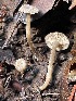  ( - FDS-CA-00519)  @11 [ ] by-nc (2023) Damon Tighe Fungal Diversity Survey