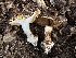 (Calonarius xanthodryophilus - HAY-F-006781)  @11 [ ] c (2023) Rudy Diaz Fungal Diversity Survey