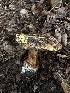  ( - HAY-F-006781)  @11 [ ] c (2023) Rudy Diaz Fungal Diversity Survey