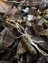  ( - HAY-F-006780)  @11 [ ] c (2024) Rudy Diaz Fungal Diversity Survey