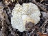  ( - FDS-CA-04108)  @11 [ ] by-nc (2024) Christian Schwarz Fungal Diversity Survey