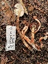 ( - FDS-CA-00523)  @11 [ ] by-nc (2024) Damon Tighe Fungal Diversity Survey