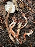  ( - FDS-CA-00523)  @11 [ ] by-nc (2024) Damon Tighe Fungal Diversity Survey