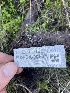  ( - FDS-CA-00531)  @11 [ ] by-nc (2024) Damon Tighe Fungal Diversity Survey