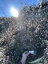  ( - FDS-CA-00531)  @11 [ ] by-nc (2024) Damon Tighe Fungal Diversity Survey
