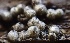  (Lasiosphaeria - FDS-CA-00531)  @11 [ ] by-nc (2024) Damon Tighe Fungal Diversity Survey