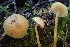 ( - FDS-CA-00535)  @11 [ ] by-nc (2024) Damon Tighe Fungal Diversity Survey