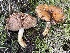  ( - FDS-CA-00536)  @11 [ ] by-nc (2024) Damon Tighe Fungal Diversity Survey