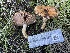  ( - FDS-CA-00536)  @11 [ ] by-nc (2024) Damon Tighe Fungal Diversity Survey