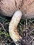  ( - FDS-CA-00536)  @11 [ ] by-nc (2024) Damon Tighe Fungal Diversity Survey