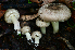  ( - FDS-CA-04116)  @11 [ ] by-nc (2024) Christian Schwarz Fungal Diversity Survey