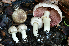  ( - FDS-CA-04116)  @11 [ ] by-nc (2024) Christian Schwarz Fungal Diversity Survey