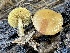  ( - FDS-CA-00545)  @11 [ ] by-nc (2024) Damon Tighe Fungal Diversity Survey