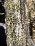  ( - FDS-CA-00548)  @11 [ ] by-nc (2024) Damon Tighe Fungal Diversity Survey