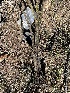  ( - FDS-CA-00548)  @11 [ ] by-nc (2024) Damon Tighe Fungal Diversity Survey
