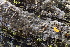  (Peniophora sp. CA02 - FDS-CA-00548)  @11 [ ] by-nc (2024) Damon Tighe Fungal Diversity Survey