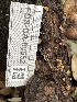  ( - FDS-CA-00552)  @11 [ ] by-nc (2024) Damon Tighe Fungal Diversity Survey