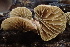  ( - FDS-CA-00552)  @11 [ ] by-nc (2024) Damon Tighe Fungal Diversity Survey