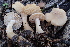  ( - FDS-CA-00556)  @11 [ ] by-nc (2024) Damon Tighe Fungal Diversity Survey