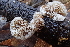  ( - FDS-CA-00561)  @11 [ ] by-nc (2024) Damon Tighe Fungal Diversity Survey