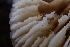  ( - FDS-CA-00561)  @11 [ ] by-nc (2024) Damon Tighe Fungal Diversity Survey